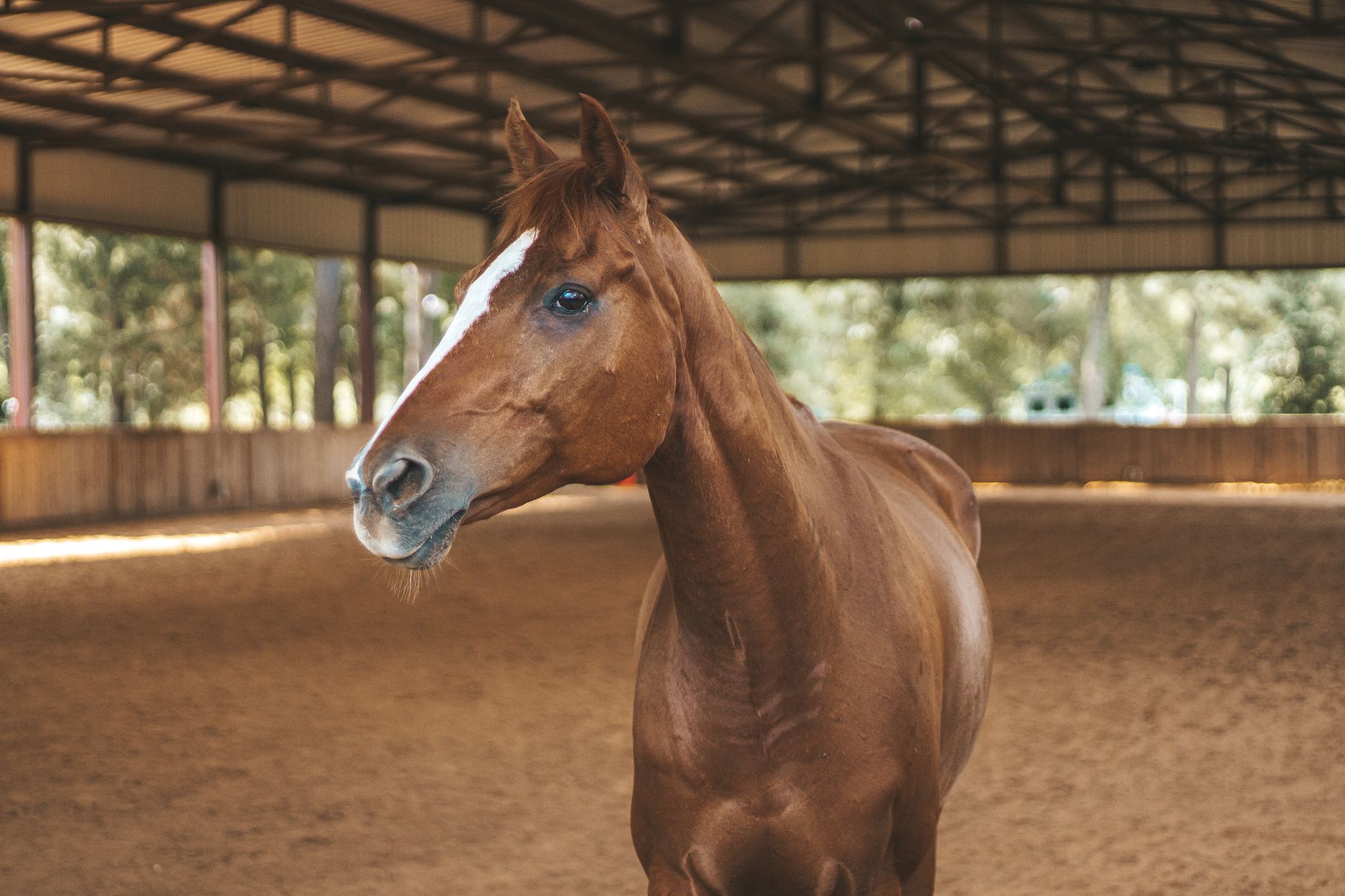 Chestnut horse stands in a well-lit indoor arena